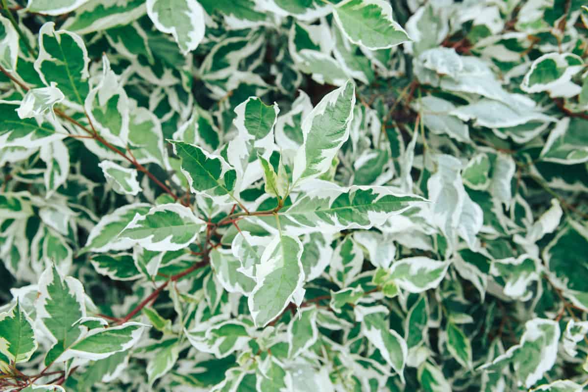 Lush foliage host with white edges in the garden. Euonymus japonica