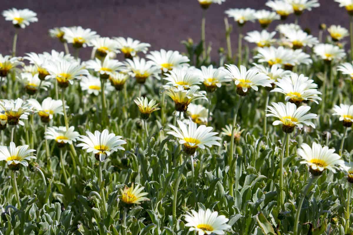 Massed planting of cream "Aurora Daisy", Arctotis are one of the hardiest flowering ground covers around with felted silvery foliage and long lasting blooms from winter to autumn.