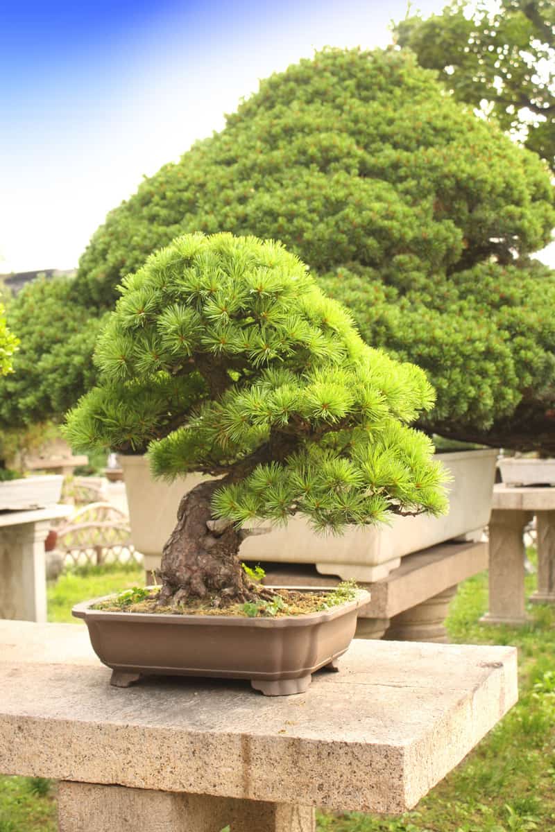 Outdoor bonsai on display