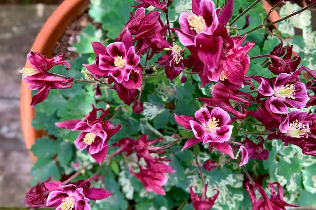 Purple and pink colored columbine flowers in a terra cotta pot