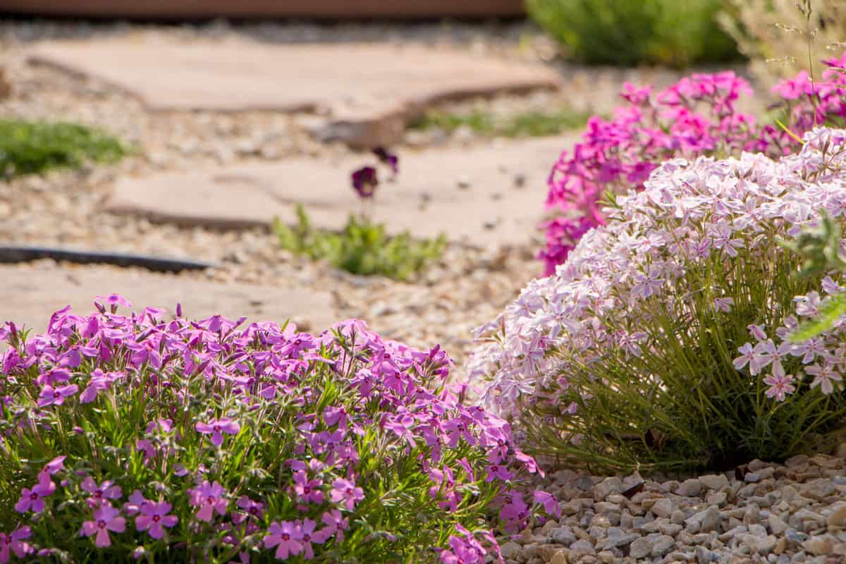 Purple creeping phlox, on the flowerbed. The ground cover is used in landscaping when creating alpine slides and rockeries, How Fast Do Ground Cover Plants Grow?