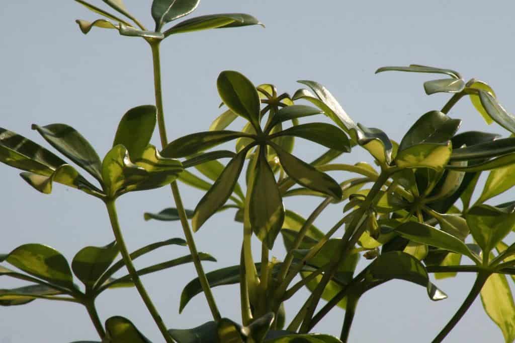 Schefflera arboricola in a flower pot
