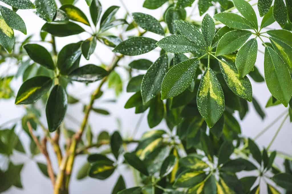 Schefflera branches and green leaves with water drops