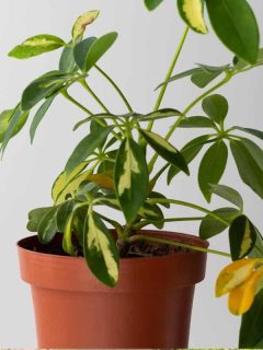 Schefflera houseplant with damaged and yellow leaves, Why Is My Schefflera Losing Its Leaves?