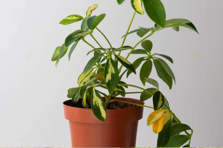 Schefflera houseplant with damaged and yellow leaves, Why Is My Schefflera Losing Its Leaves?