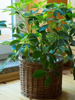 Schefflera plant in pot at home, How Far Apart To Plant Schefflera?