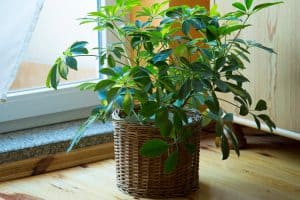 Read more about the article How Far Apart To Plant Schefflera?