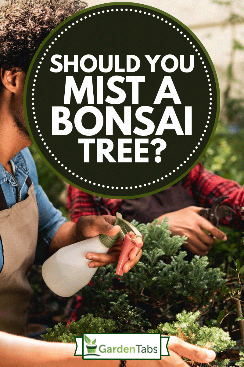careful botanist spray water in bonsai plant in the garden, Should You Mist A Bonsai Tree?