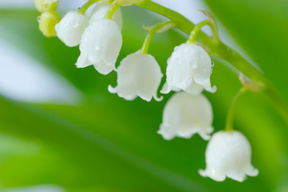 Close up of Lily of the valley