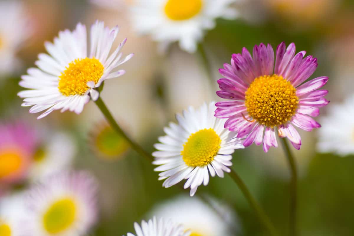 Close up of  colorful Mexican daisies in field