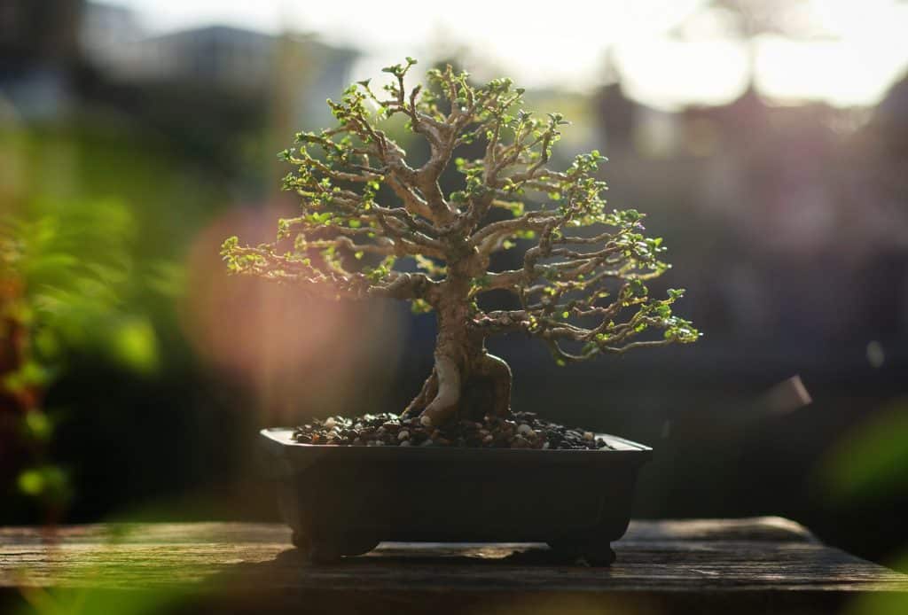 Small bonsai plant growing on brown potted in nature background. Feel happy, refreshed and relaxed in the bright morning. Bonsai Gardening Concept.
