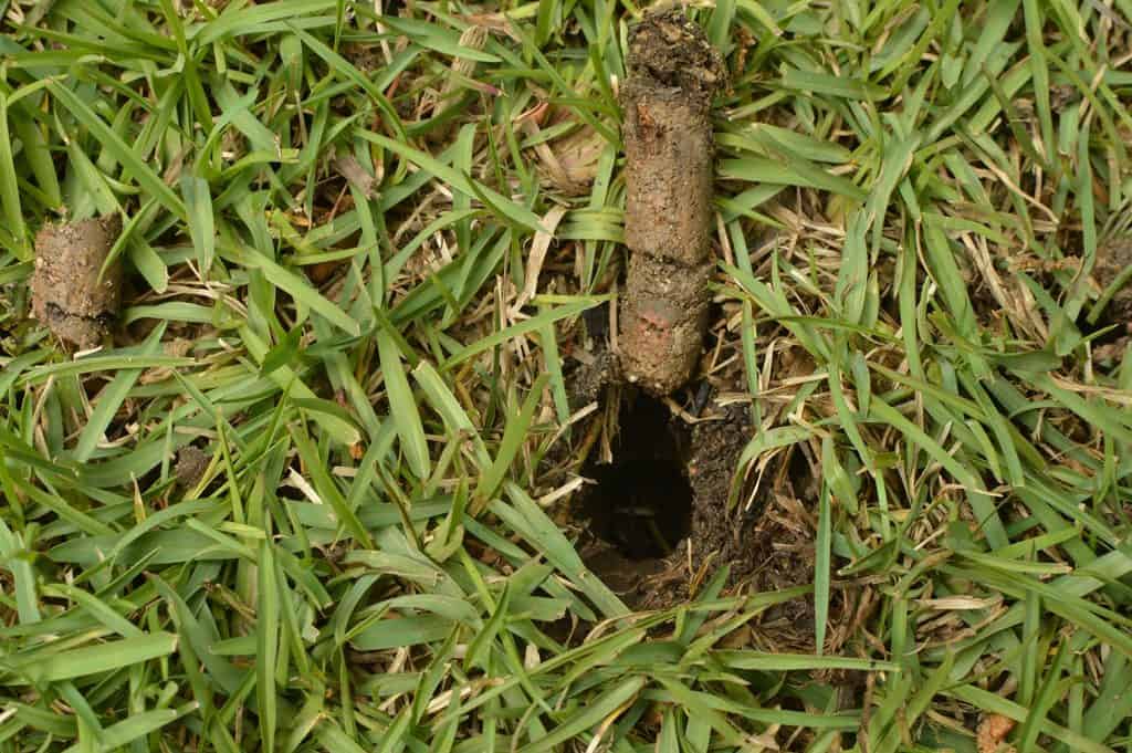 Soil plug and hole from core aerator to stimulate root growth for lawn care services