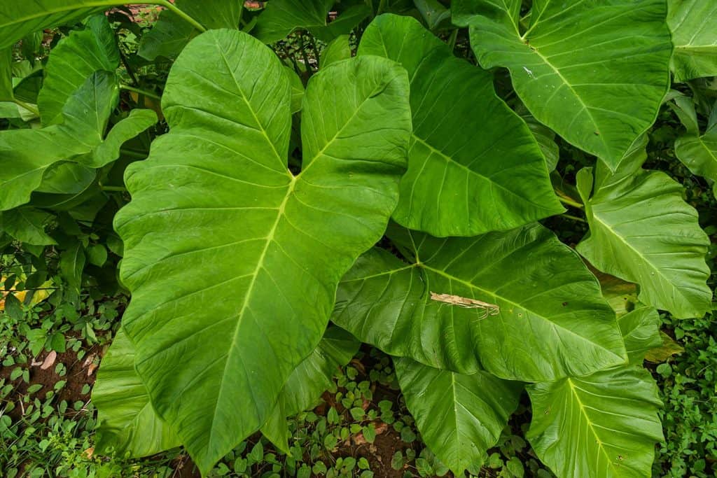 Taro plant that has big leaf with water drops