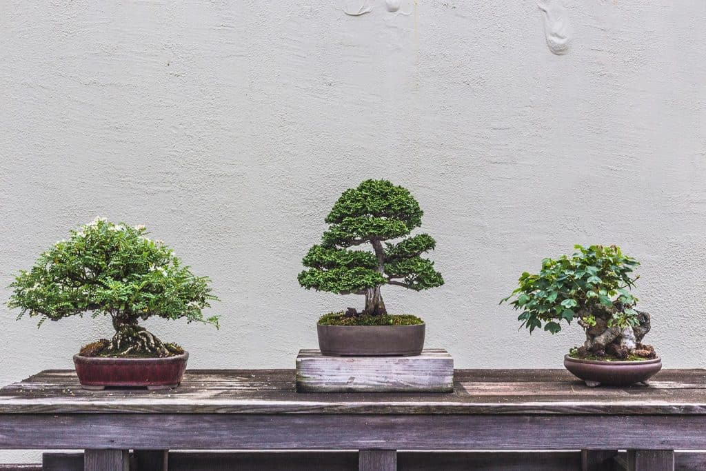 Three bonsai trees displayed on a weathered wood table