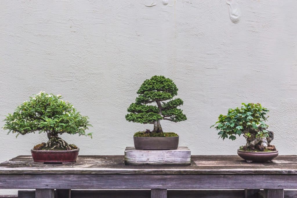 Three bonsai trees planted in different shapes of pots