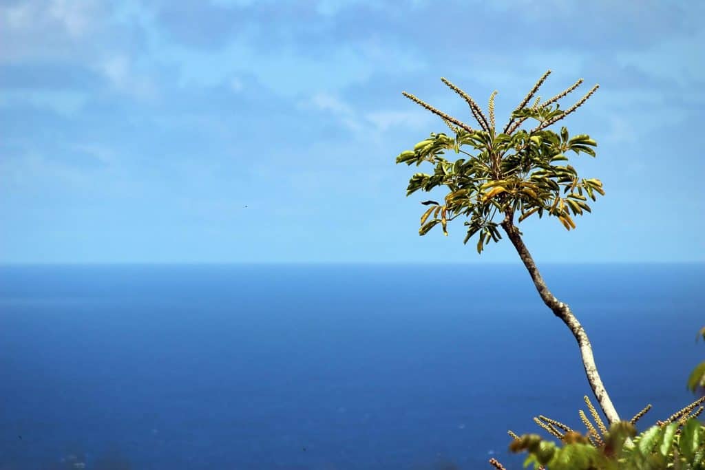 Umbrella tree in Maui, Hawaii