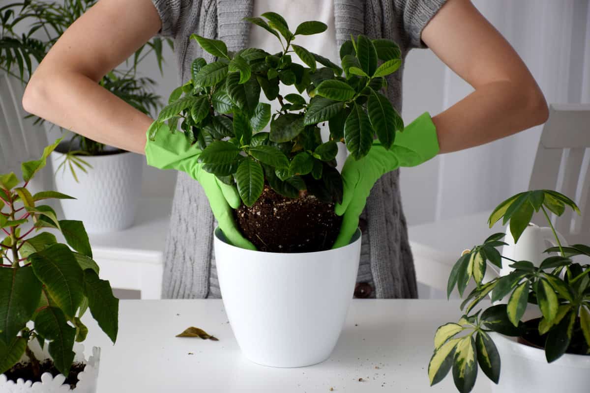 Woman in gray sweater and green gloves is replanting gardenia plant in white flower pot among evergreen house plants in white pot and white watering can