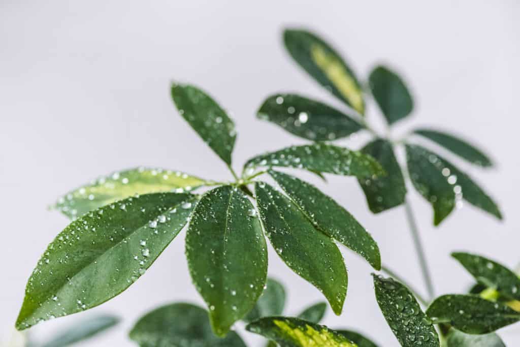 Water drops in a Schefflera plant leaves photographed up closea