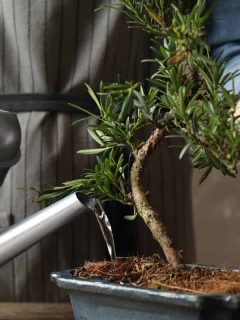 A woman watering Japanese bonsai plant, How Often Should You Water A Bonsai Tree?