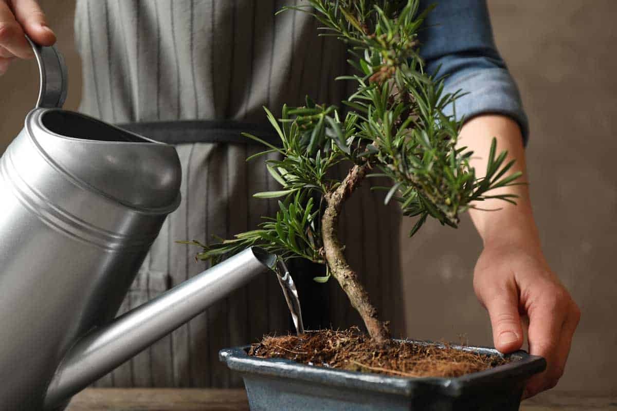 A woman watering Japanese bonsai plant, How Often Should You Water A Bonsai Tree?
