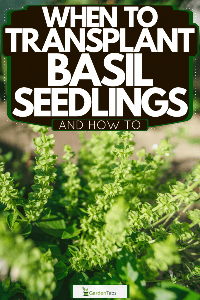 Fresh basil in the backyard garden, When To Transplant Basil Seedlings [And How To]