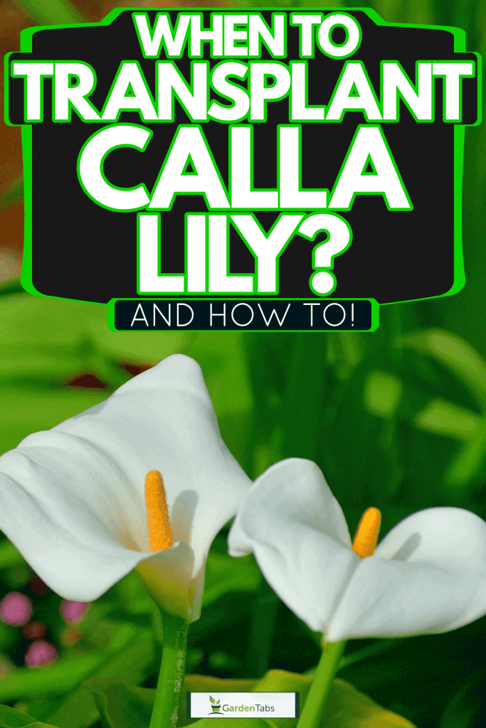 Beautiful blooming calla lilies photographed outside the garden, When To Transplant Calla Lily? [And How To!]