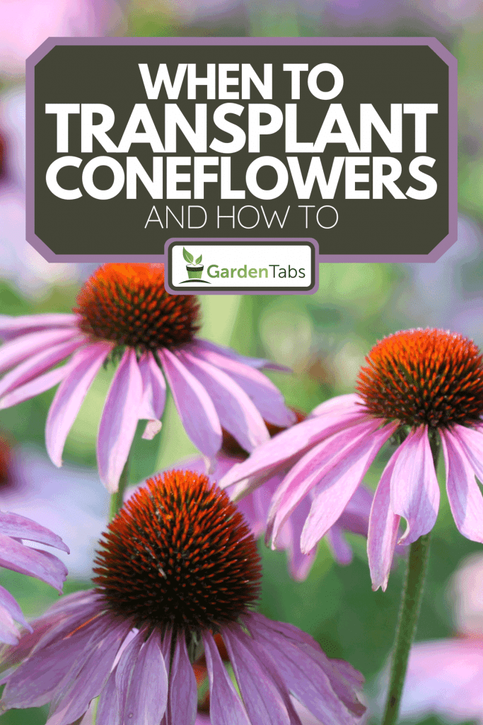 Flower bed of Purple Echinacea, When To Transplant Coneflowers - And How To