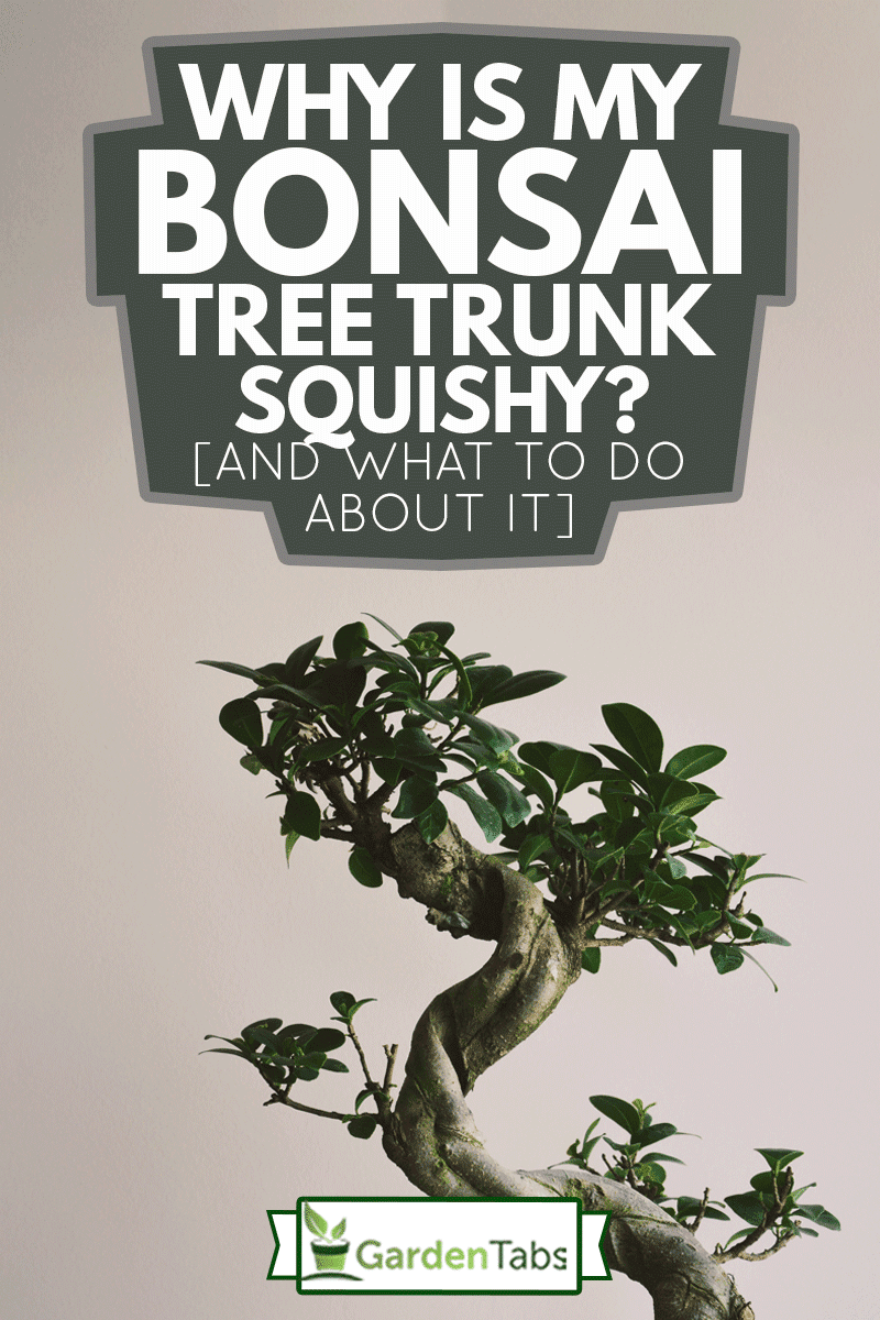 Why Is My Bonsai Tree Trunk Squishy? [And What To Do About It], A bonzai tree with green leafs and light purple background