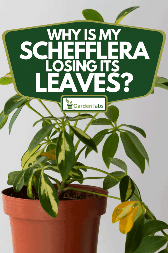 A schefflera houseplant with damaged and yellow leaves, Why Is My Schefflera Losing Its Leaves?