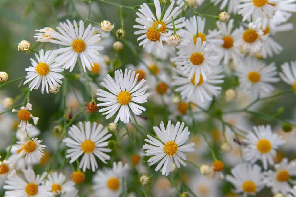 Wildflowers-Fleabane Daisy-Howard County, Indiana