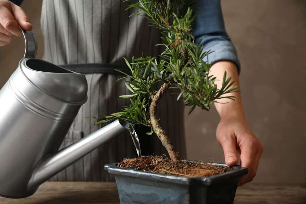 Woman watering Japanese bonsai plant, closeup. Creating zen atmosphere at home