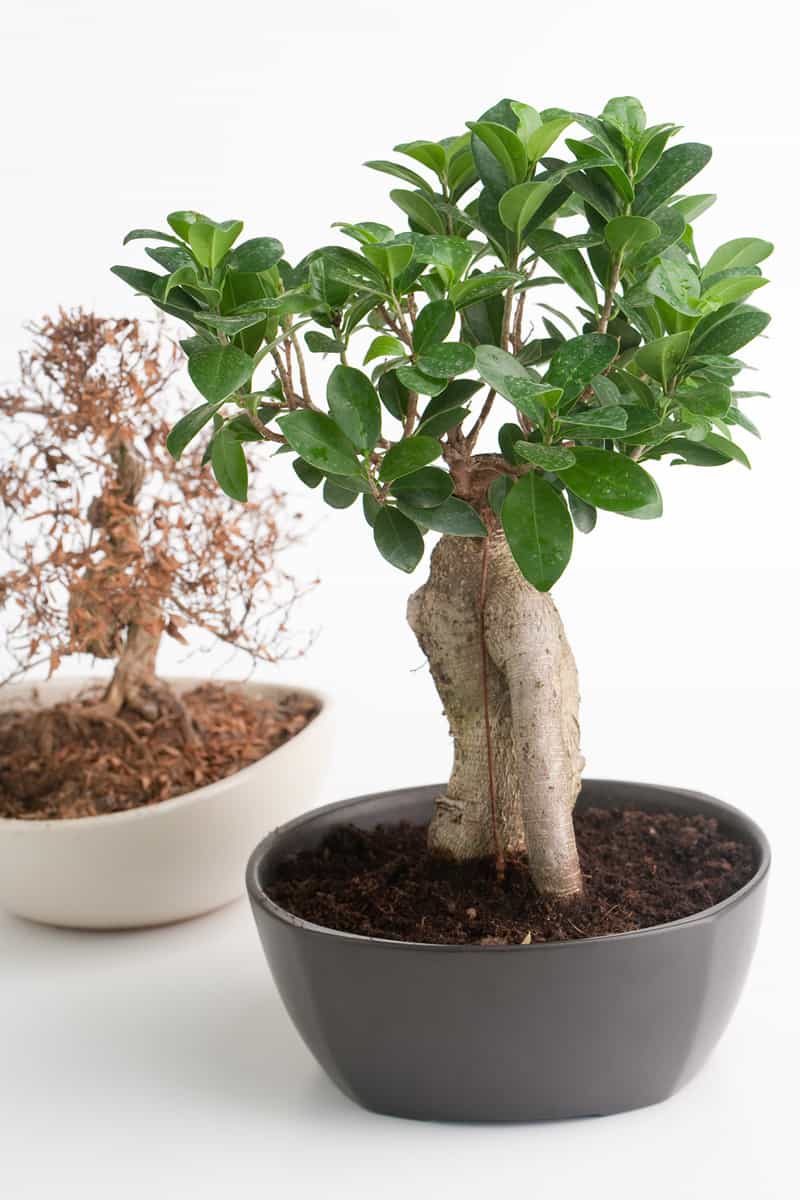 a dead and one alive small bonsai tree