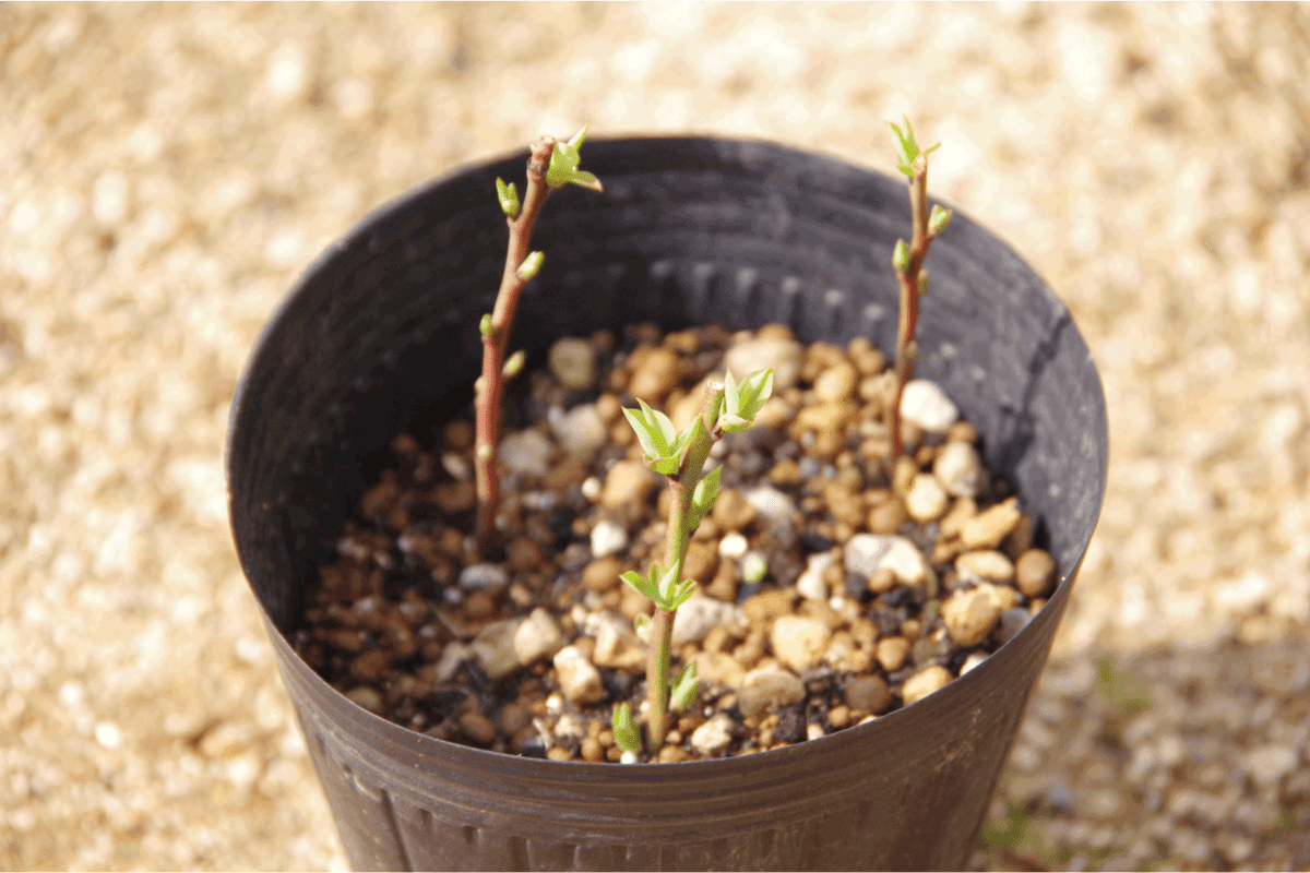 blueberry cutting on a garden pot ready for cultivation