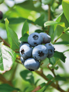blueberry tree ready for harvesting. When To Transplant Blueberries [And How To]