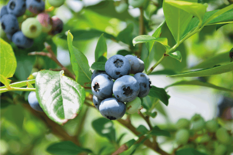 blueberry tree ready for harvesting. When To Transplant Blueberries [And How To]