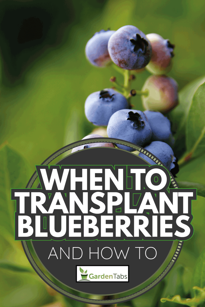 close up photo of a blueberry fruit on a bush. When To Transplant Blueberries [And How To]