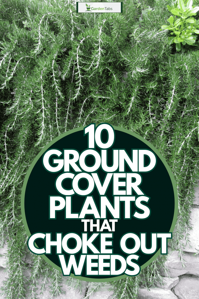 10 Ground Cover Plants That Choke Out, What Is A Good Ground Cover To Prevent Weeds