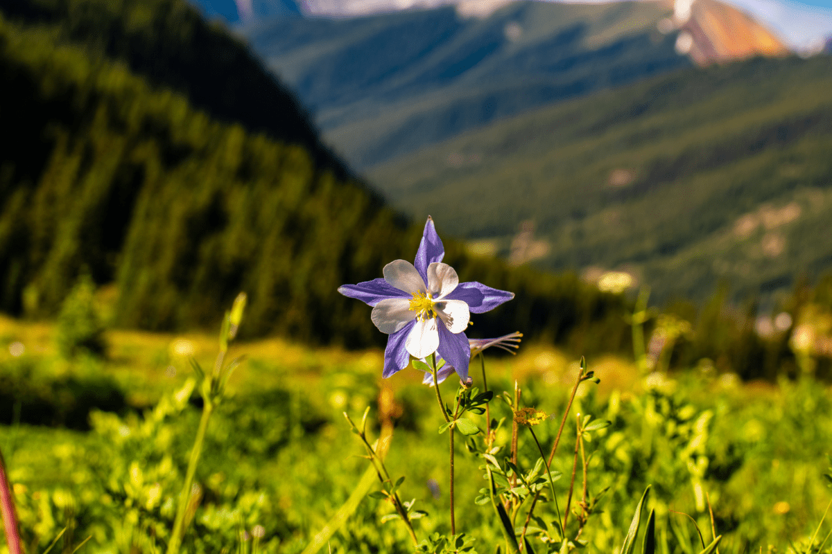 A Colorado Blue Columbine flower with blurred forested hills in the background.