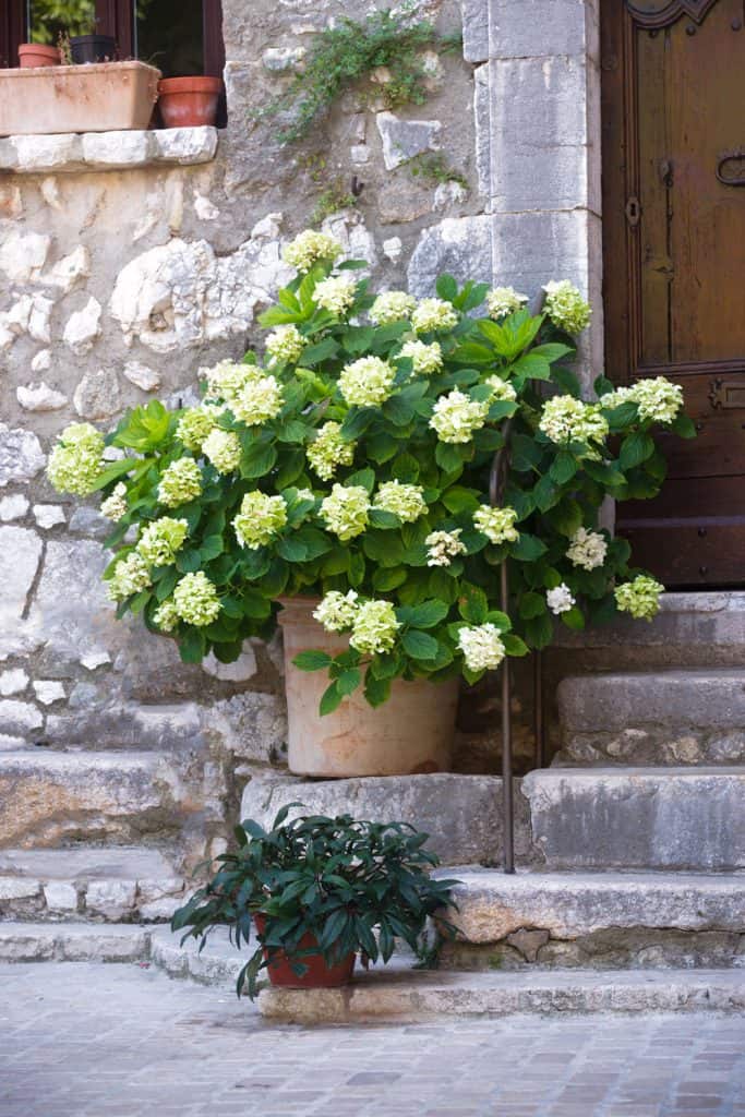 A big clay pot of beautiful hydrangeas placed on the staircase