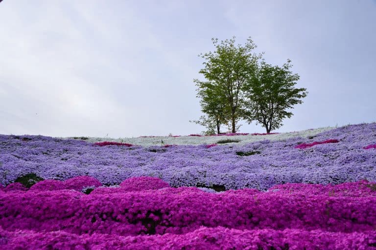A gorgeous field of light purple and blue colored grass, How To Destroy Ground Covers—Without Harming Other Plants!