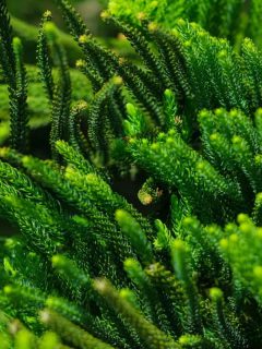 An up close photo of a Norfolk pine trees leaves, What's The Best Soil For A Norfolk Island Pine?
