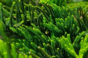 Read more about the article What’s The Best Soil For A Norfolk Island Pine?