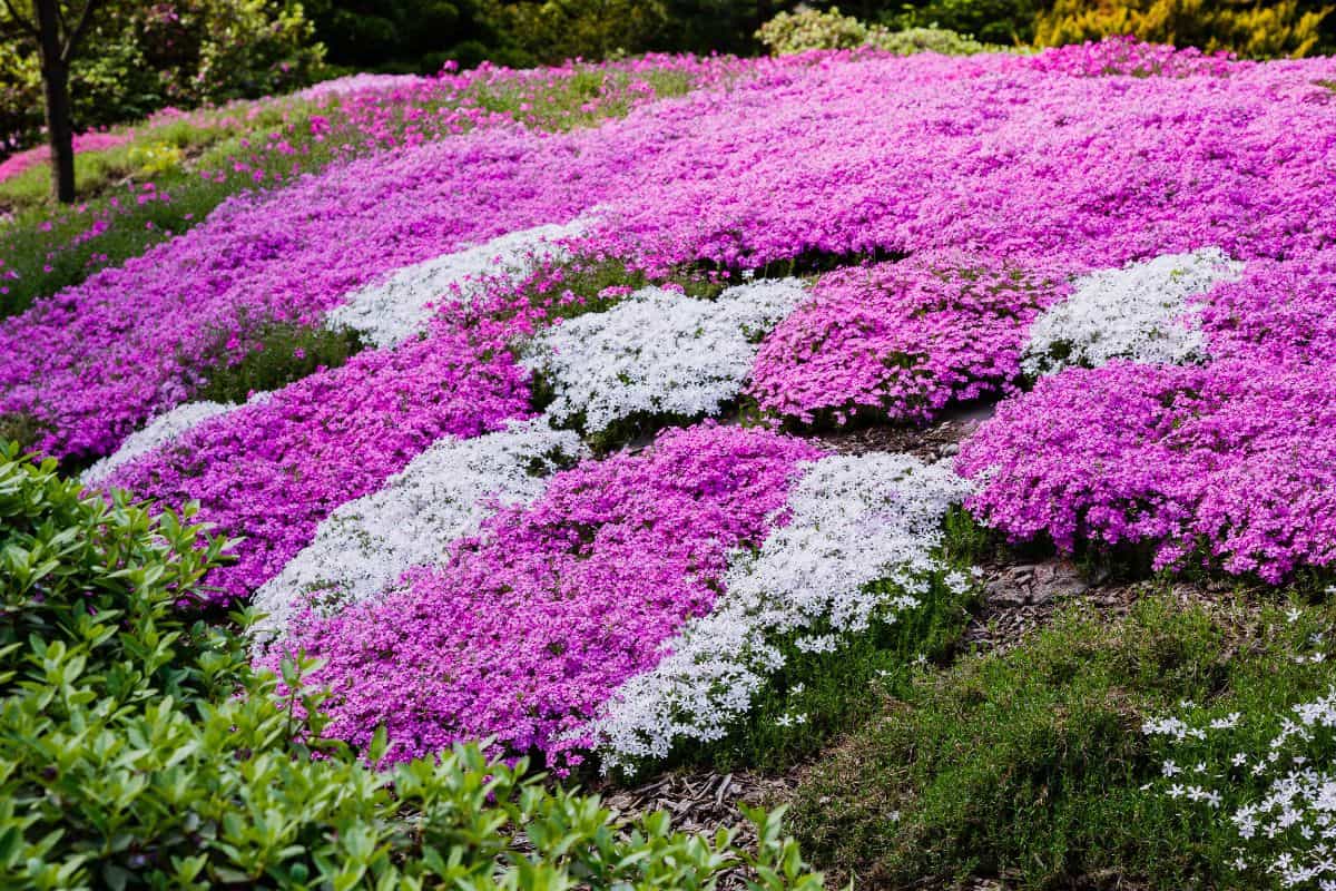 Blooming purple, pink, white Phlox subulate in landscape design. Decorative ground cover plant Phlox subulate in the garden. The concept of gardening.