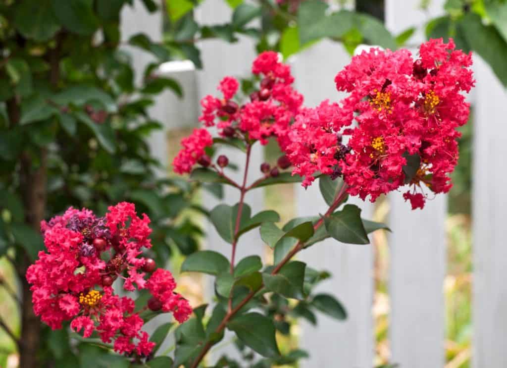 Blossoming red crepe myrtle branch