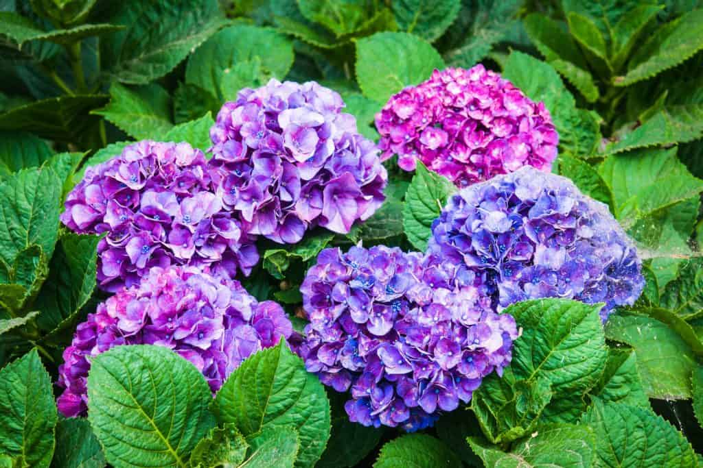 Bright colors of Hydrangea flowers blooming in the garden