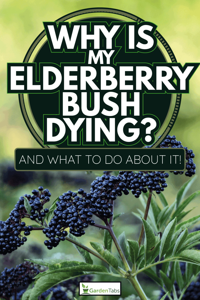 Bush with clusters of elderberry fruit. Why Is My Elderberry Bush Dying [And What To Do About It!]