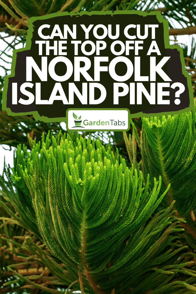 A decorative branches of Araucaria Heterophylla, Can You Cut The Top Off A Norfolk Island Pine?