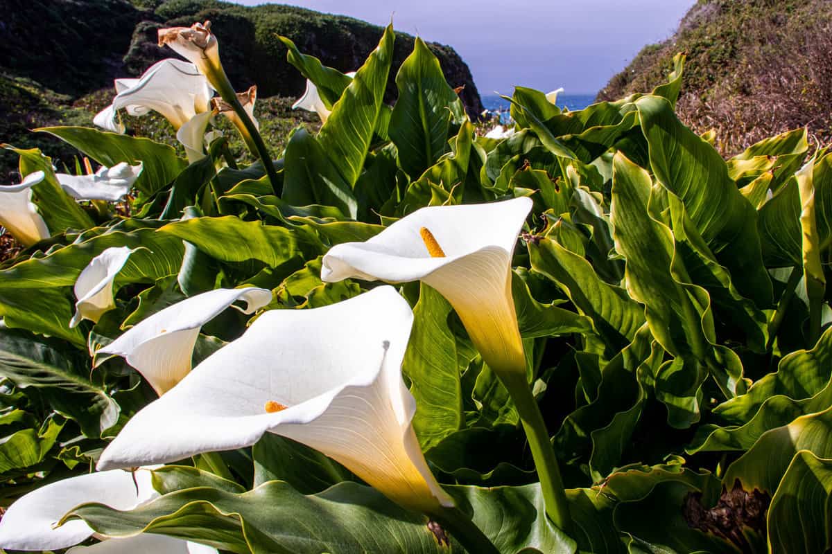 Close up view of Calla Lilies in a valley 