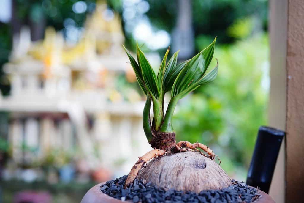 Coconut bonsai in flower pot