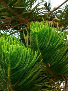 Decorative branches of Araucaria heterophylla, Can You Cut The Top Off A Norfolk Island Pine?